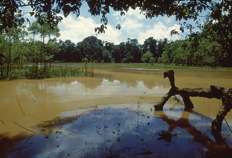 812_Junglereservaat langs de Kinabantangan.jpg